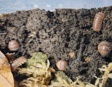 Officinalis Brown Isopods